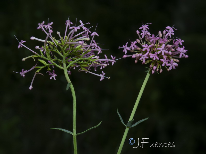 Centranthus lecoqii.19