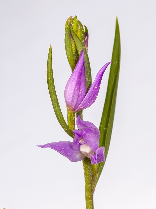 Cephalanthera rubra.03