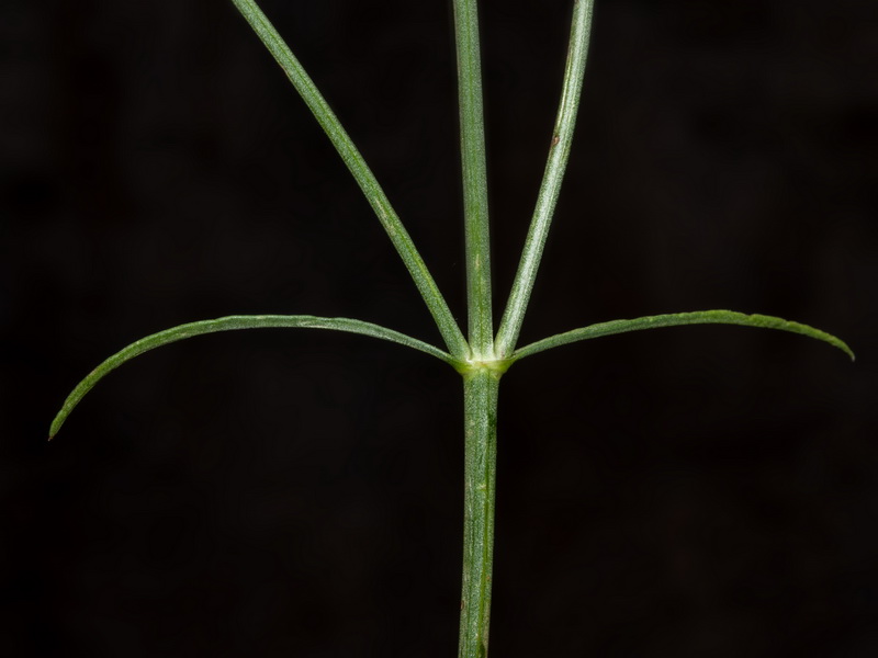 Cephalaria linearifolia.20