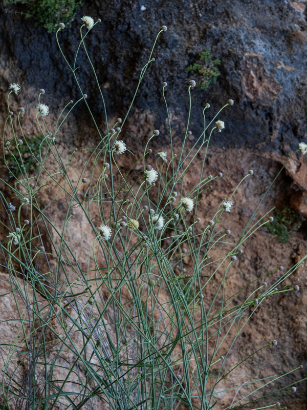 Cephalaria linearifolia.01