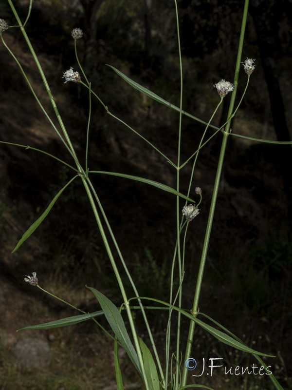 Cephalaria linearifolia.24