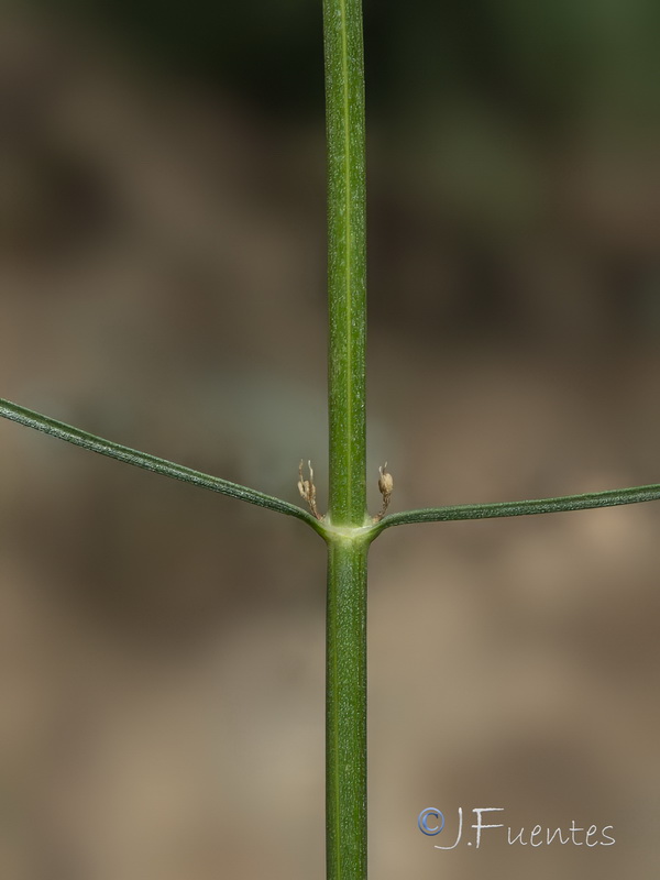 Cephalaria linearifolia.26