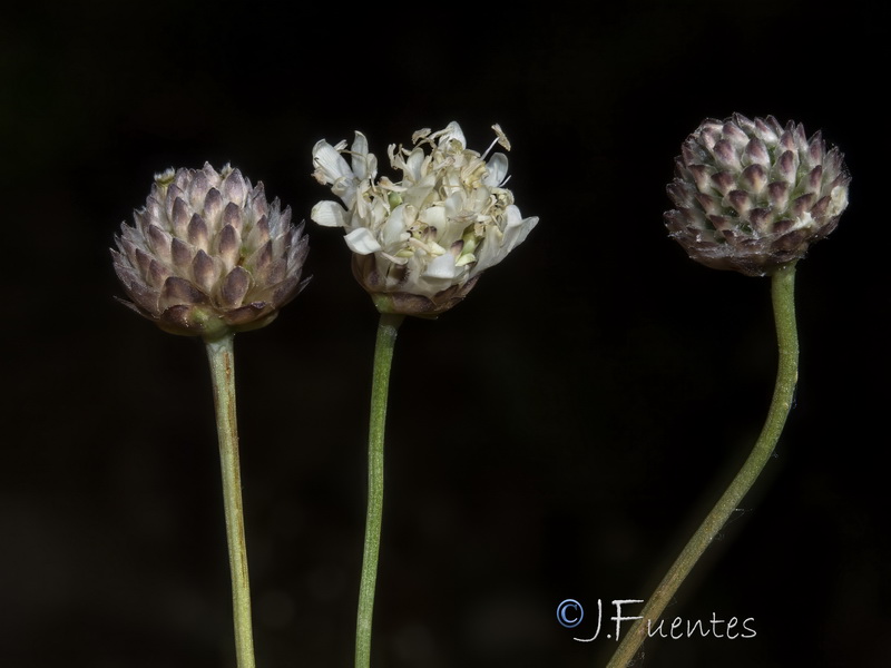 Cephalaria linearifolia.29