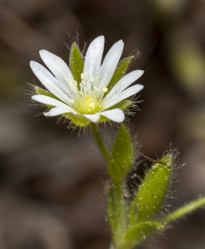 Cerastium brachypetalum brachypetalum.03