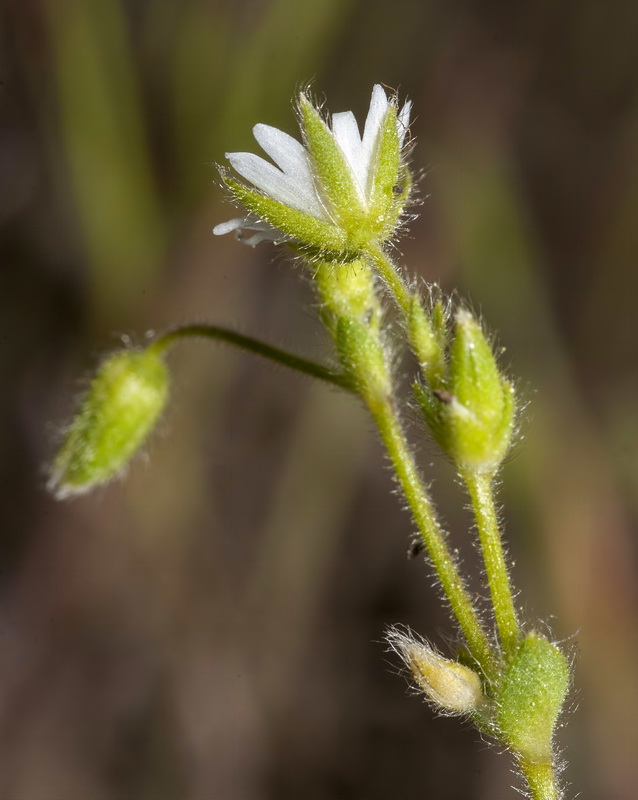 Cerastium brachypetalum brachypetalum.04