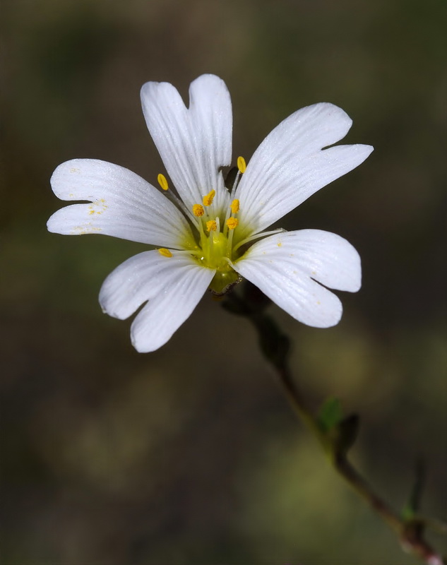 Cerastium cerastoides.21