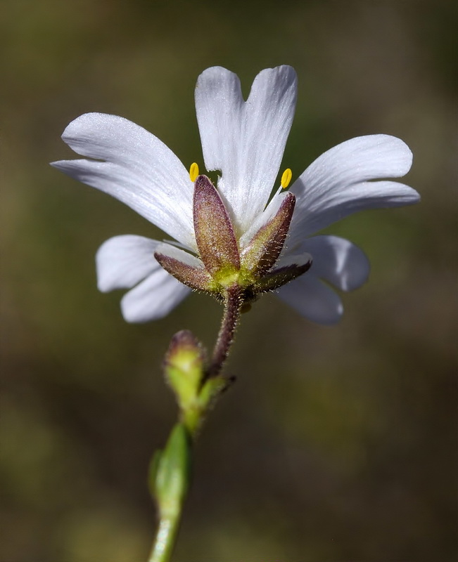 Cerastium cerastoides.22