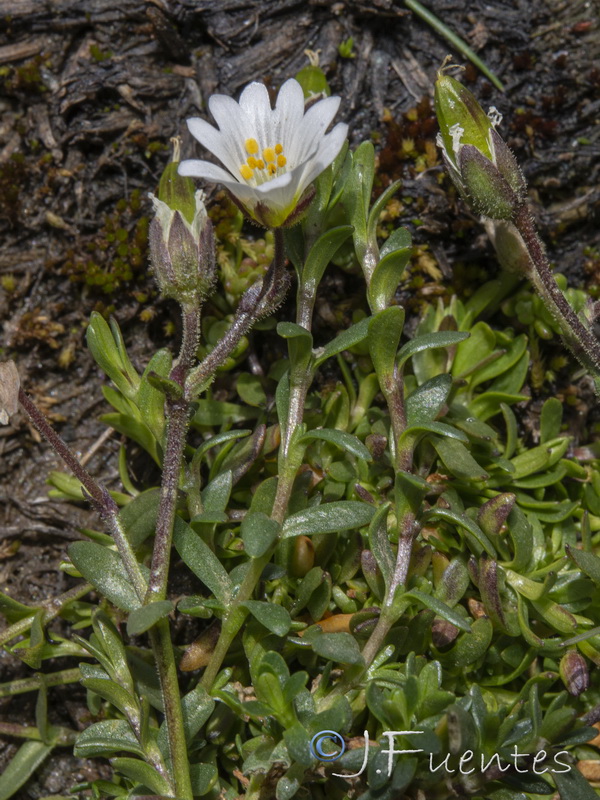 Cerastium cerastoides.31