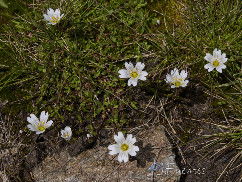 Cerastium cerastoides.33