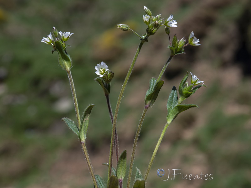 Cerastium fontanum vulgare.01