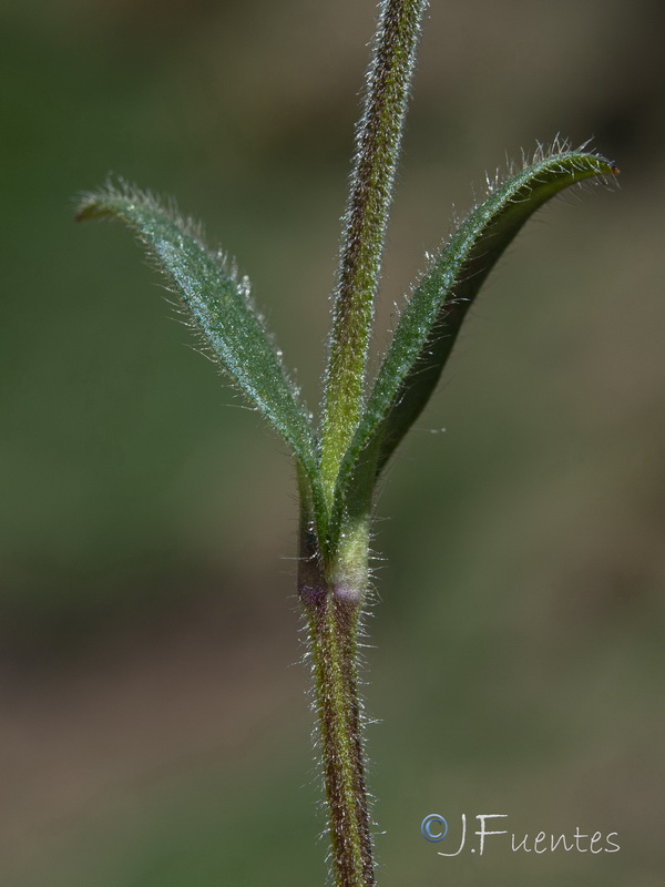 Cerastium fontanum vulgare.02