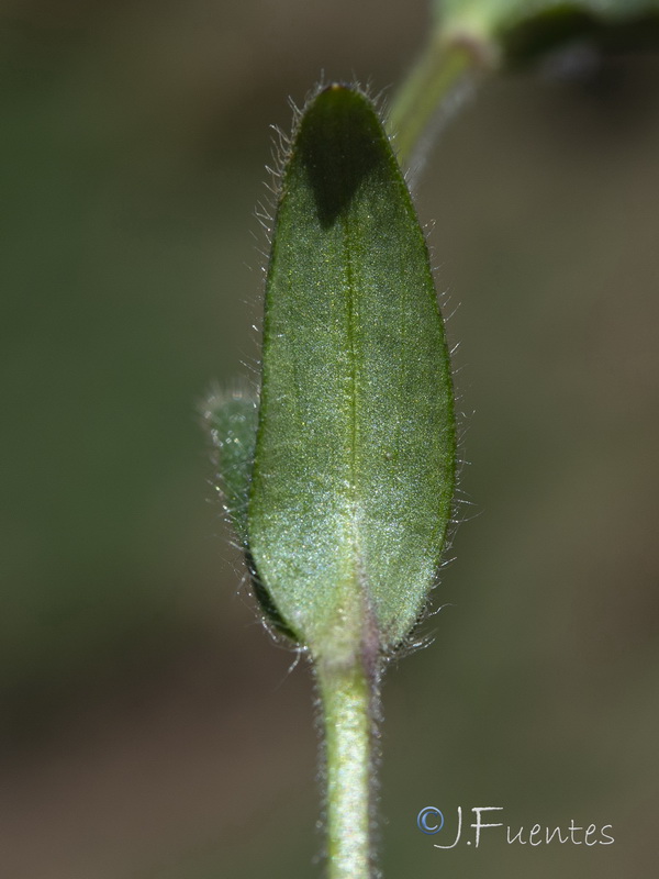 Cerastium fontanum vulgare.03