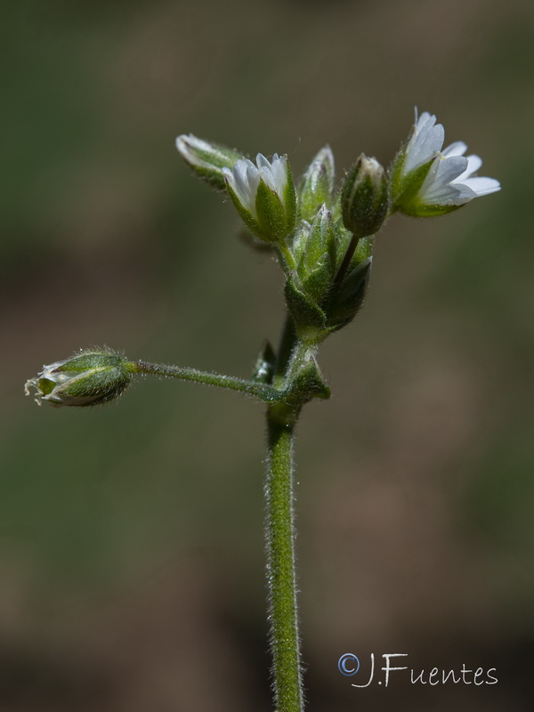 Cerastium fontanum vulgare.04