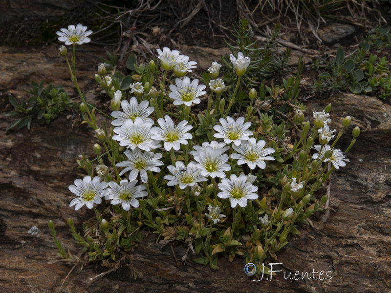 Cerastium gibraltaricum.14