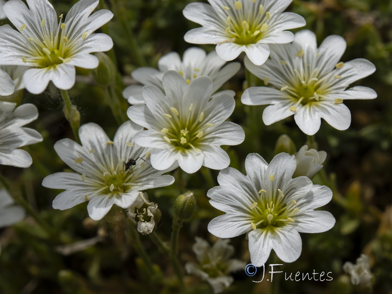 Cerastium gibraltaricum.16