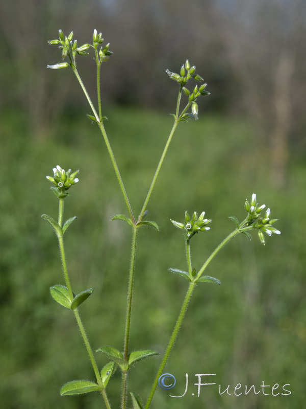 Cerastium glomeratum.16