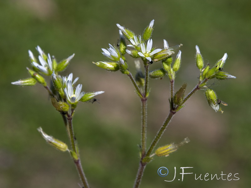 Cerastium glomeratum.22