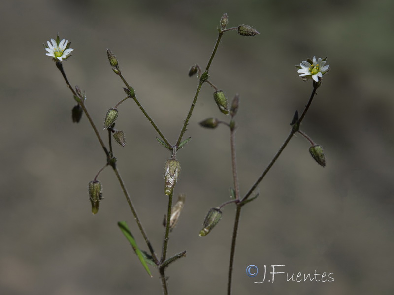 Cerastium gracile.09