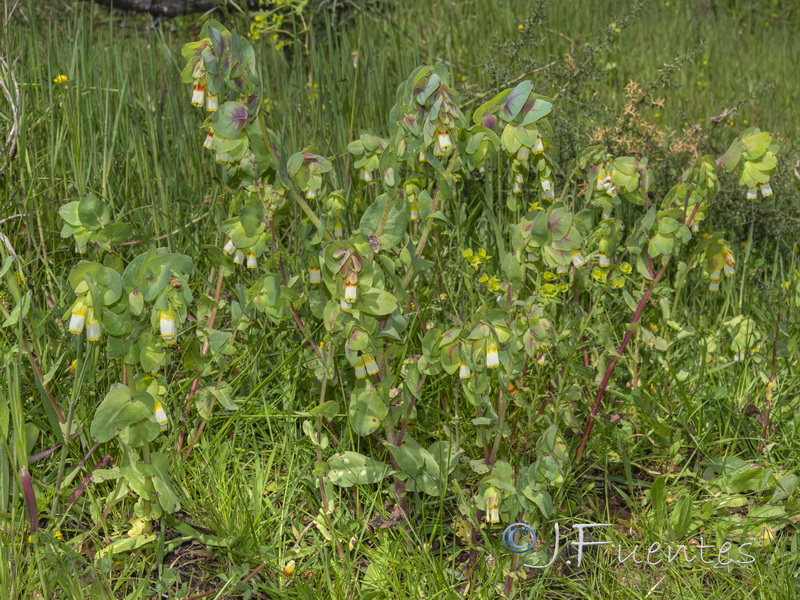 Cerinthe gymnandra.02