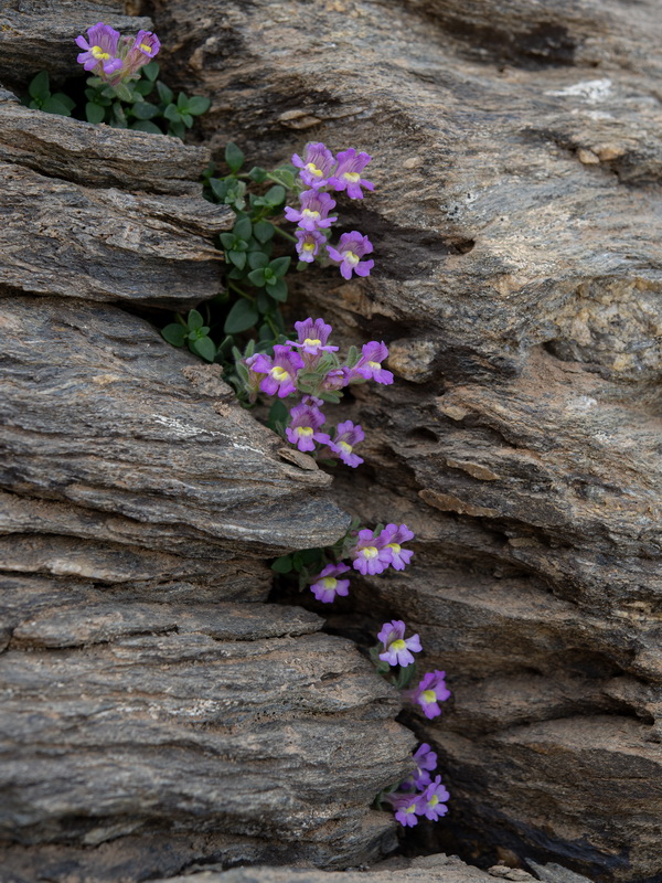 Chaenorhinum glareosum.01