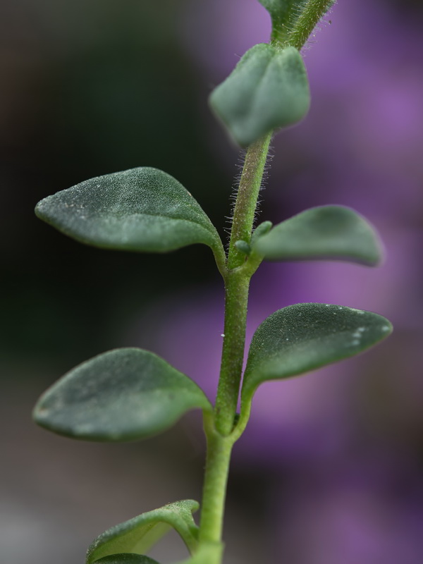 Chaenorhinum glareosum.15