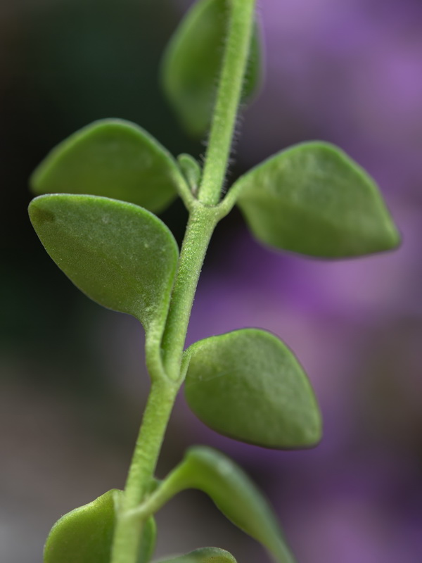 Chaenorhinum glareosum.43