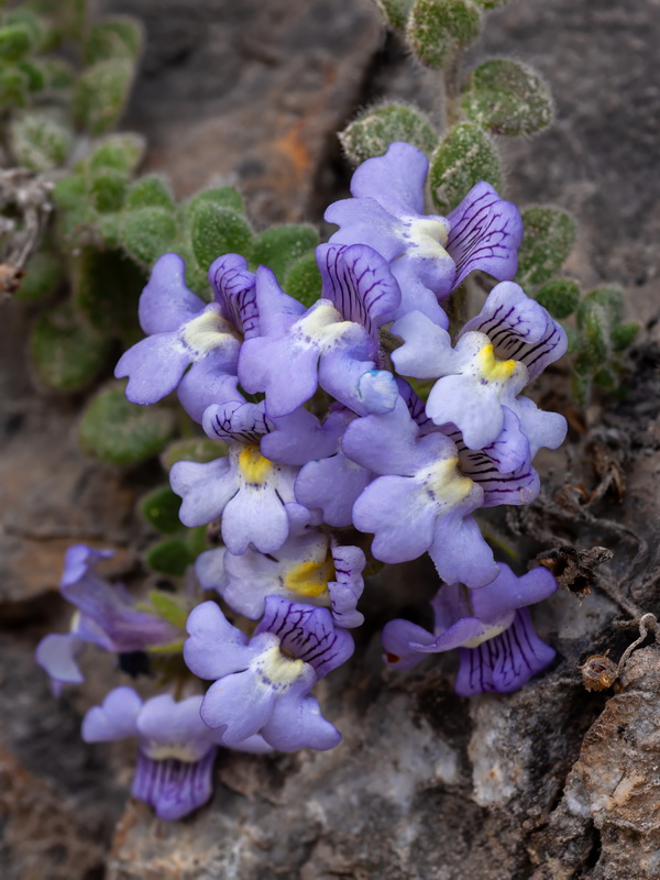 Chaenorhinum villosum villosum.24