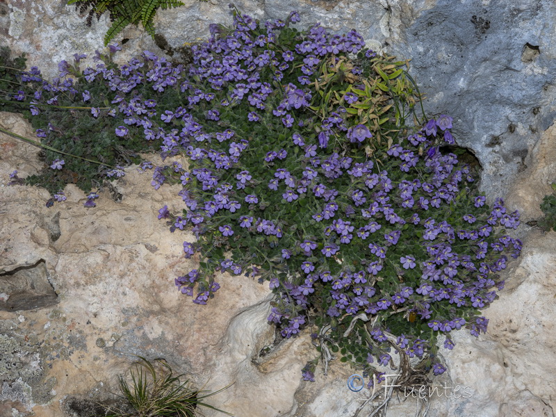 Chaenorhinum villosum villosum.27