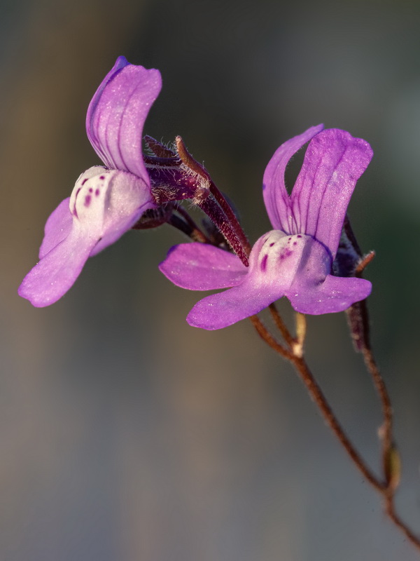 Chaenorrhinum grandiflorum grandiflorum.06