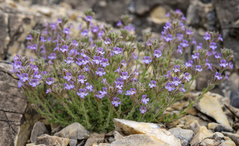 Chaenorrhinum macropodum ssp degenii.10