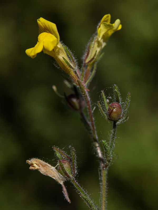 Chaenorrhinum raveyi.30