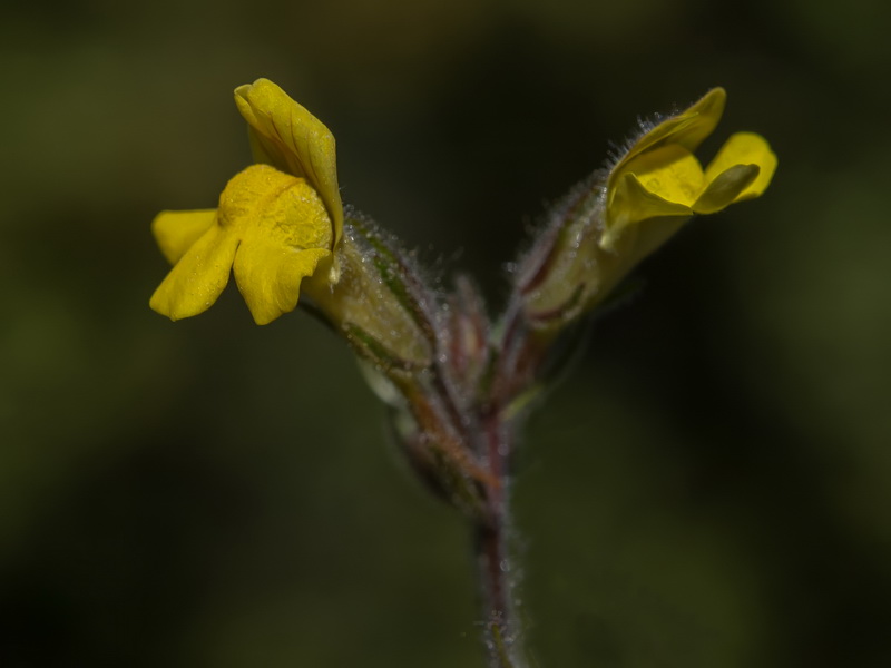 Chaenorrhinum raveyi.02