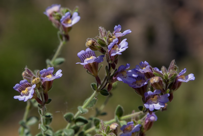 Chaenorrhinum villosum granatense.35