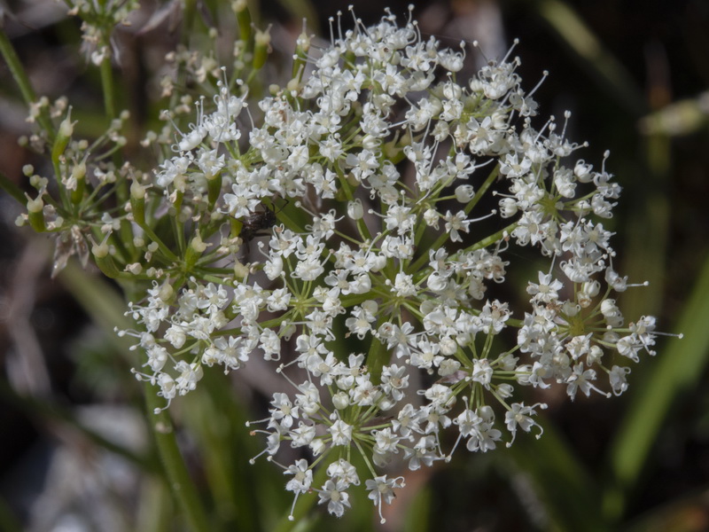 Chaerophyllum hirsutum.15