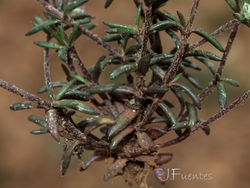 Chaetonychia cymosa.02