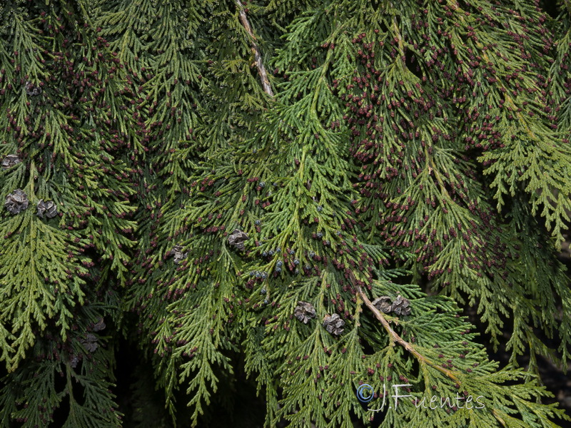 Chamaecyparis lawsoniana.10