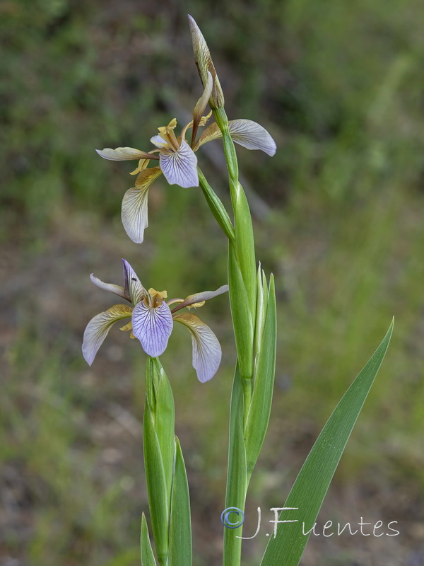 Chamaeiris foetidissima.24