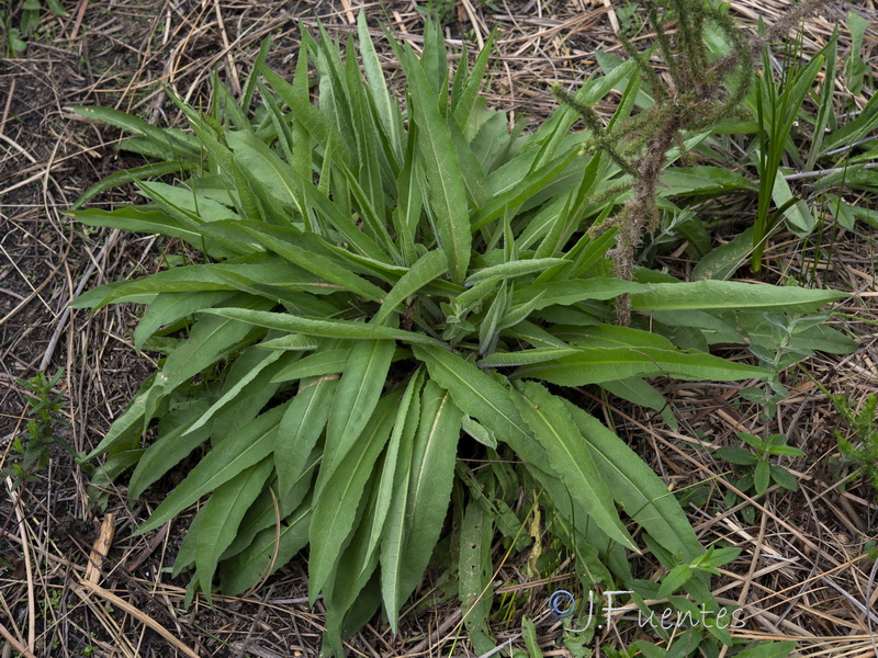 Cheirolophus uliginosus.08