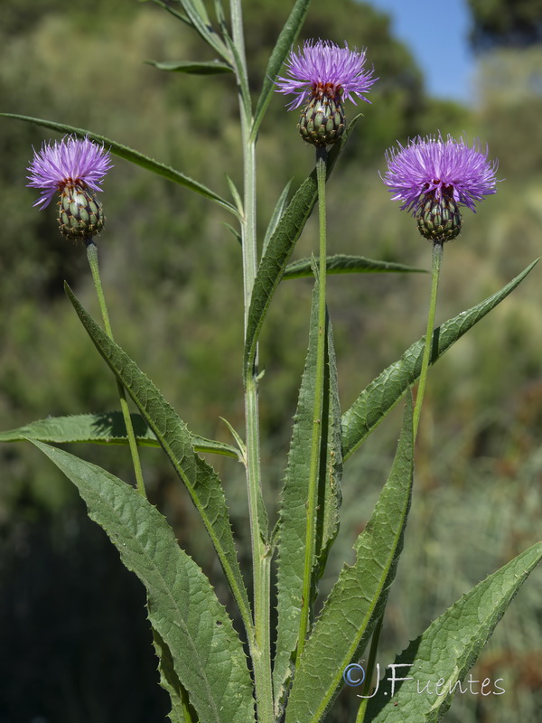 Cheirolophus uliginosus.10