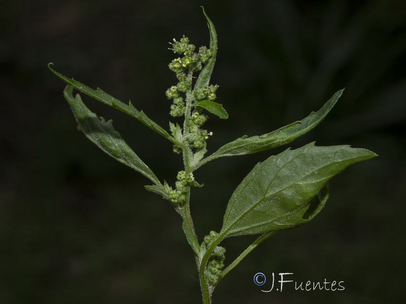 Chenopodium murale.24