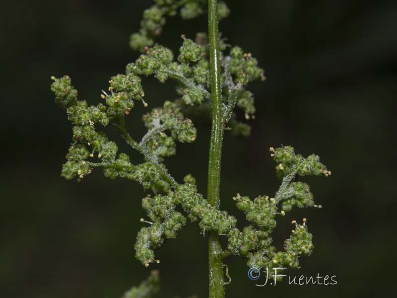 Chenopodium murale.25