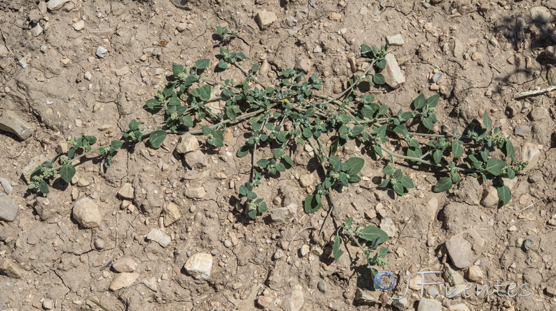 Chenopodium vulvaria.13