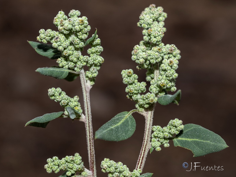 Chenopodium vulvaria.04