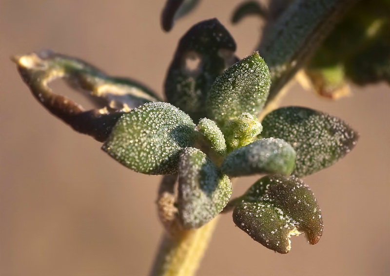 Chenopodium vulvaria.08