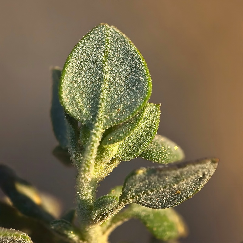 Chenopodium vulvaria.09