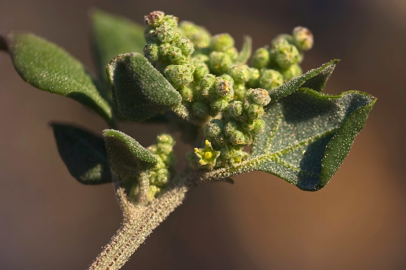 Chenopodium vulvaria.11