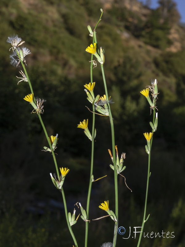 Chondrilla juncea.14