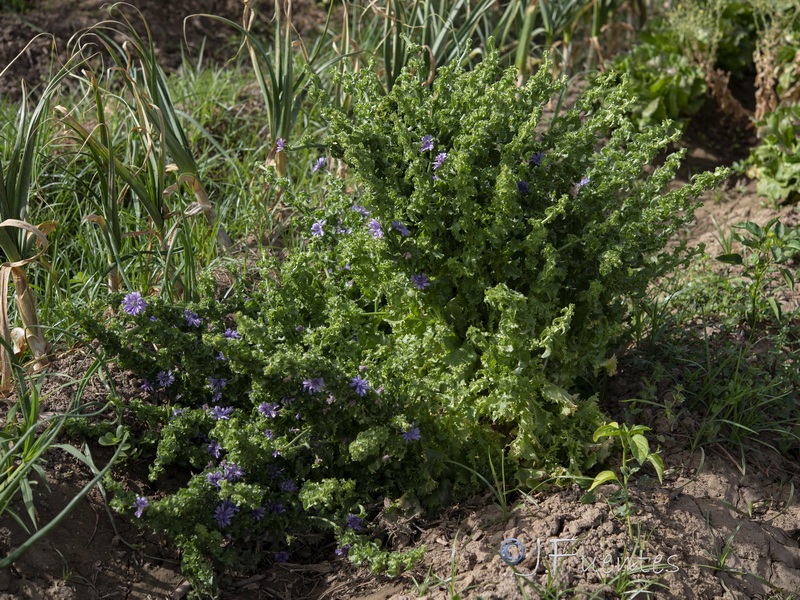 Cichorium endivia.01