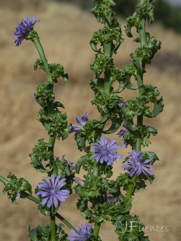 Cichorium endivia.04