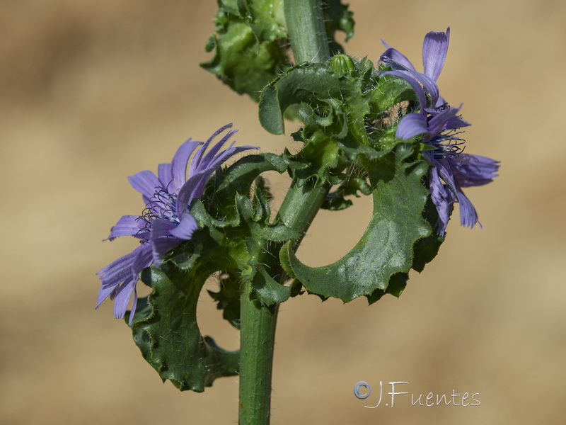 Cichorium endivia.06